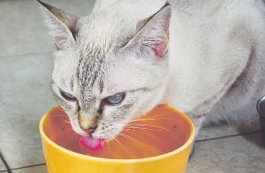 JIKA dulu comot kebanyakan kucing peliharaan Yajit semakin sihat dan comel.