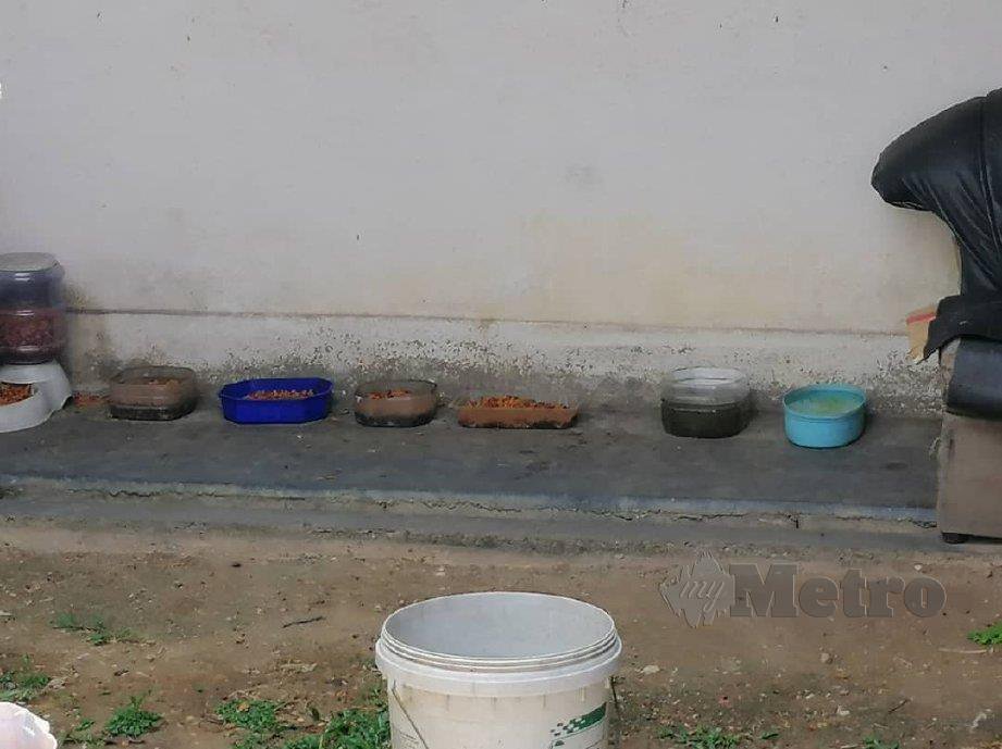 LIMA bekas diisi penuh dengan makanan kucing selain dua bekas berisi air disediakan untuk kucing terbiar. FOTO Ruwaida Md Zain 