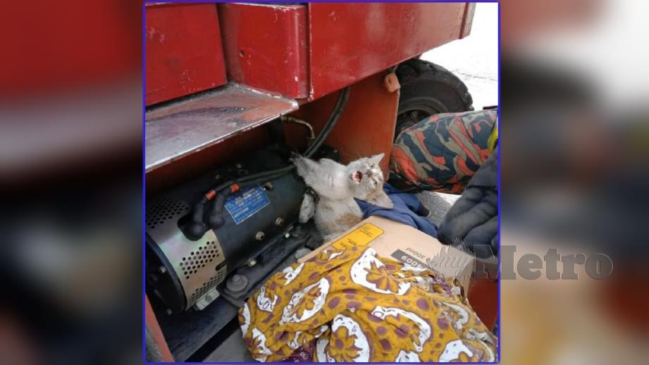 Anggota bomba menyelamatkan anak kucing yang tersangkut pada bahagian enjin jentera pengangkat. FOTO Ihsan Bomba