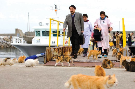 Pulau Kucing  Harian Metro