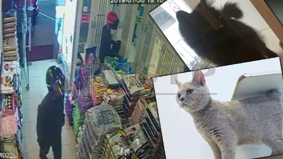 Rakaman CCTV menunjukkan suspek memasukkan kucing ke dalam beg. (Gambar kecil) Dua kucing yang dilarikan penjenayah. FOTO Ihsan Pembaca