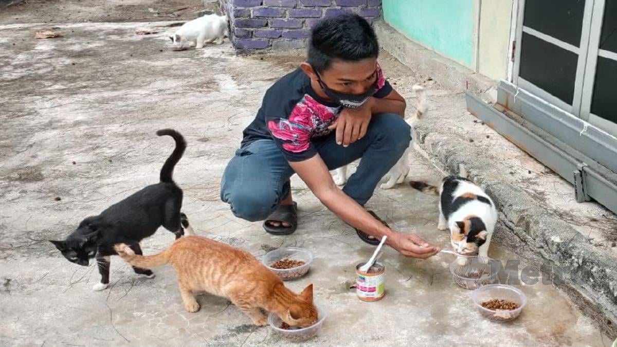 MUHD Shahrul Fikri memberi makanan kepada kucing jalanan di Pantai Irama, Bachok. FOTO Hidayatidayu Razali.