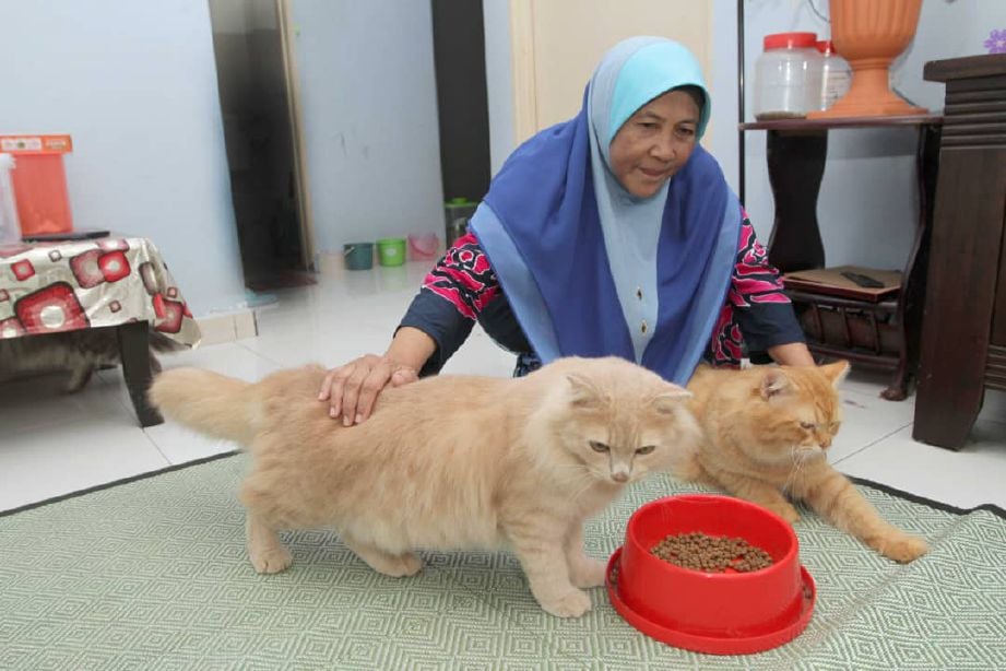Rohana gemar memelihara membeli kucing bersaiz besar. FOTO Mohd Rafi Mamat