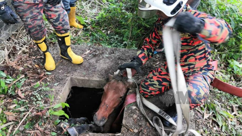 Anggota bomba membantu mengeluarkan kuda jantan yang terperangkap selepas terjatuh ke dalam lubang. FOTO Ihsan JBPM