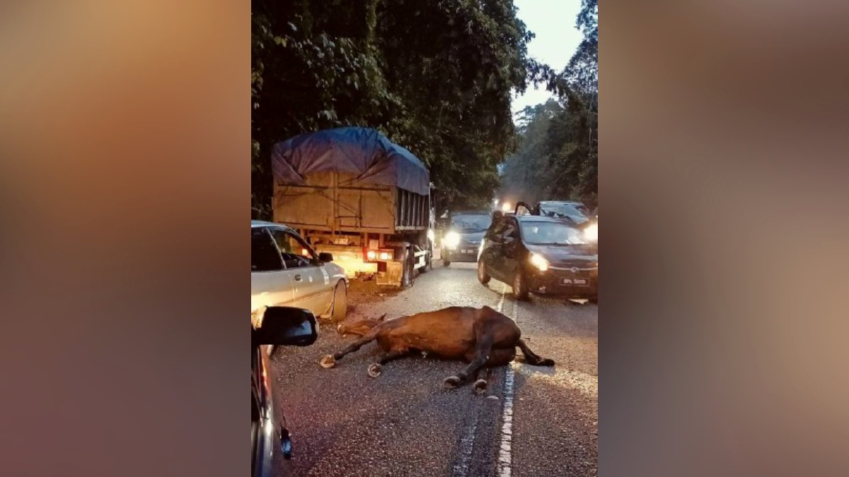 KUDA yang mati akibat dilanggar sebuah kenderaan pacuan empat roda Ford Ranger di Jalan Sungai Tua-Ulu Yan arah Selayang, Rawang, hari ini. FOTO Ihsan Pembaca