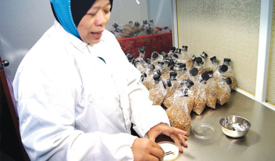 TUKINAH menunjukkan proses memasukkan tisu dalam beg mengandungi benih cendawan tiram kelabu. 