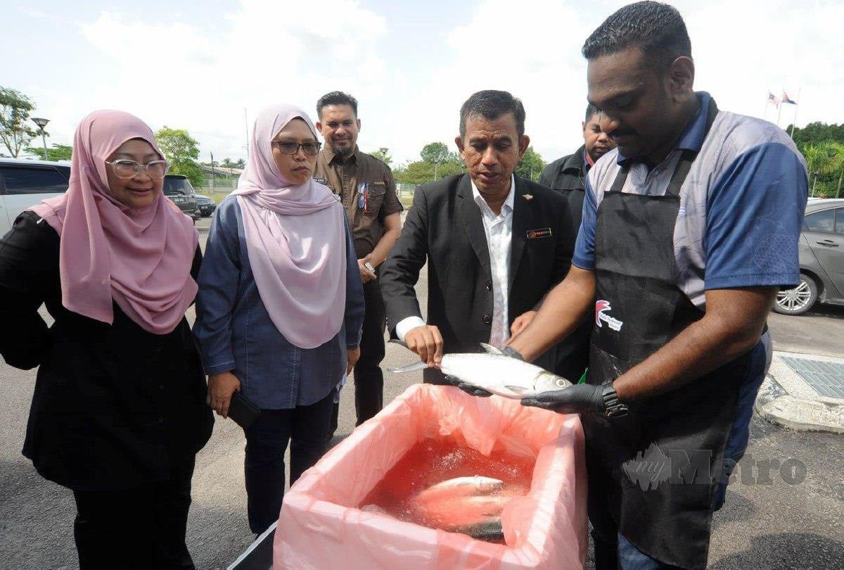 WAN Muhammad melakukan gimik pelancaran dengan menunjukkan ikan susu pada Majlis Pelancaran Rasa-Rasa Akuakultur dan Jelajah Unggulan Perikanan Negeri Johor 2024, hari ini. FOTO Izz Laily Hussein. 