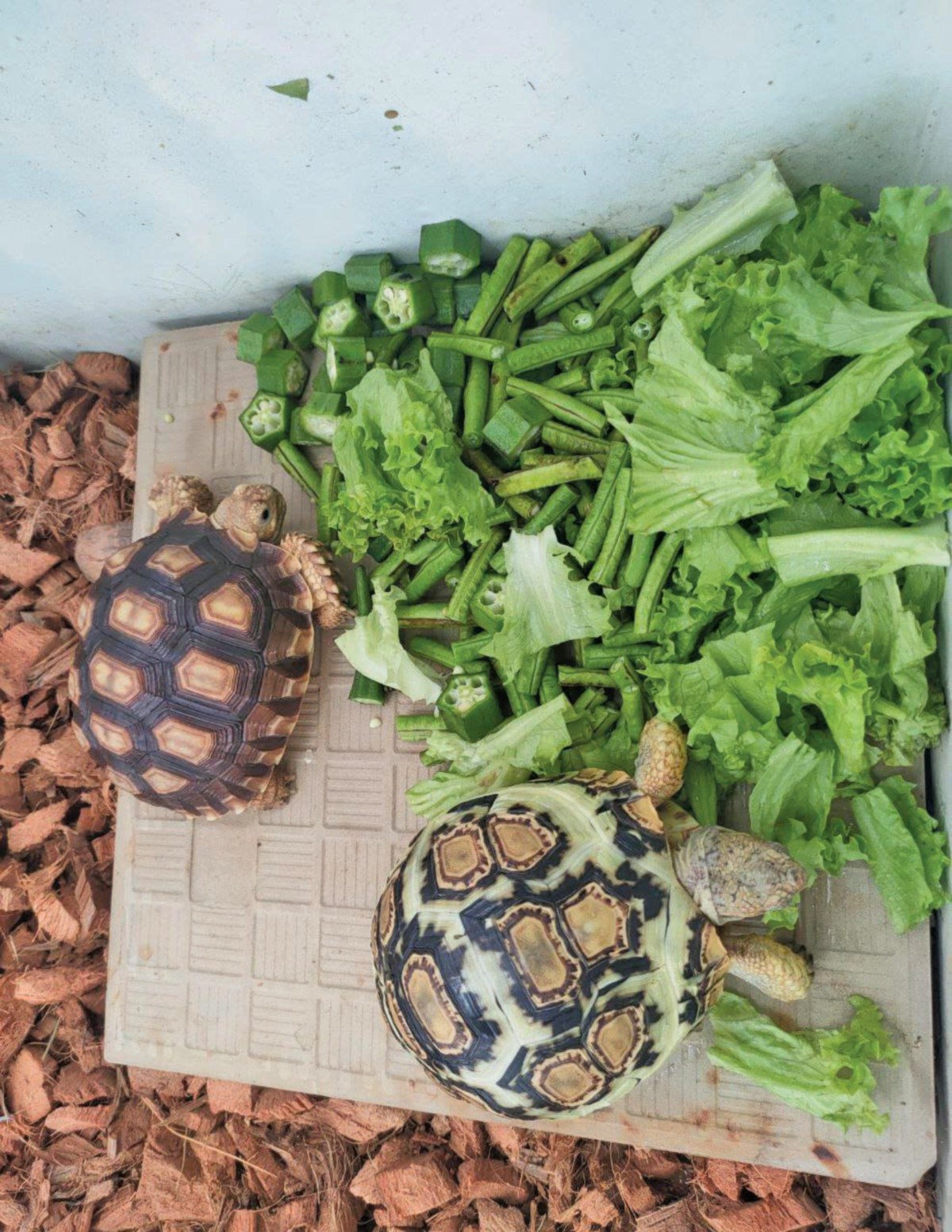 SAYUR-sayuran juga menjadi makanan kegemaran kura-kura berkenaan.