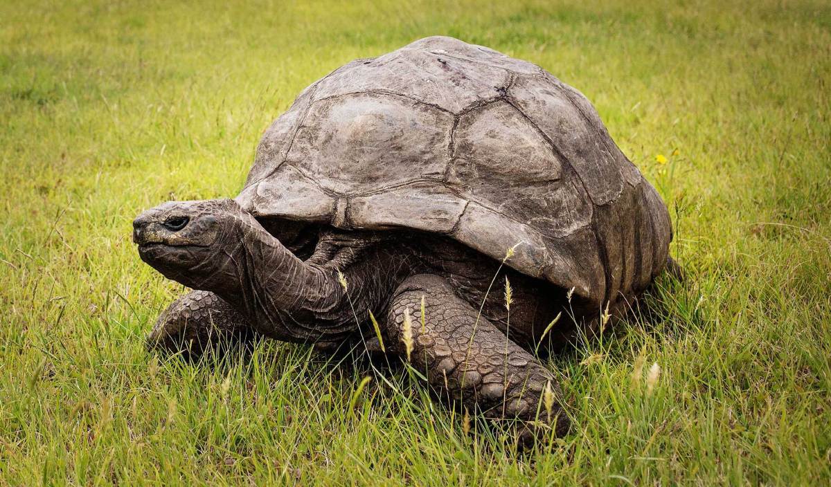 JONATHAN, seekor kura-kura gergasi Seychelles. FOTO AFP