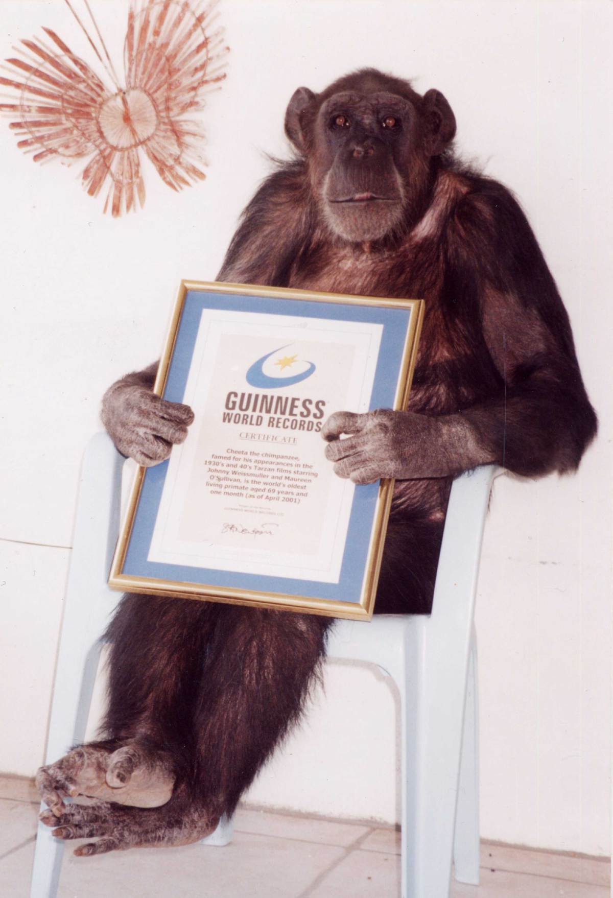 CIMPANZI bernama Cheeta. FOTO Guinness World Records