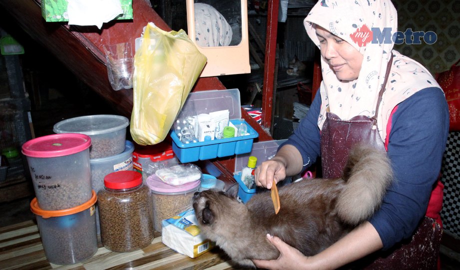 NORHAEDA menyikat bulu kucing peliharaan di rumahnya di Kampung Padang Bongor. FOTO Nik Abdullah Nik Omar