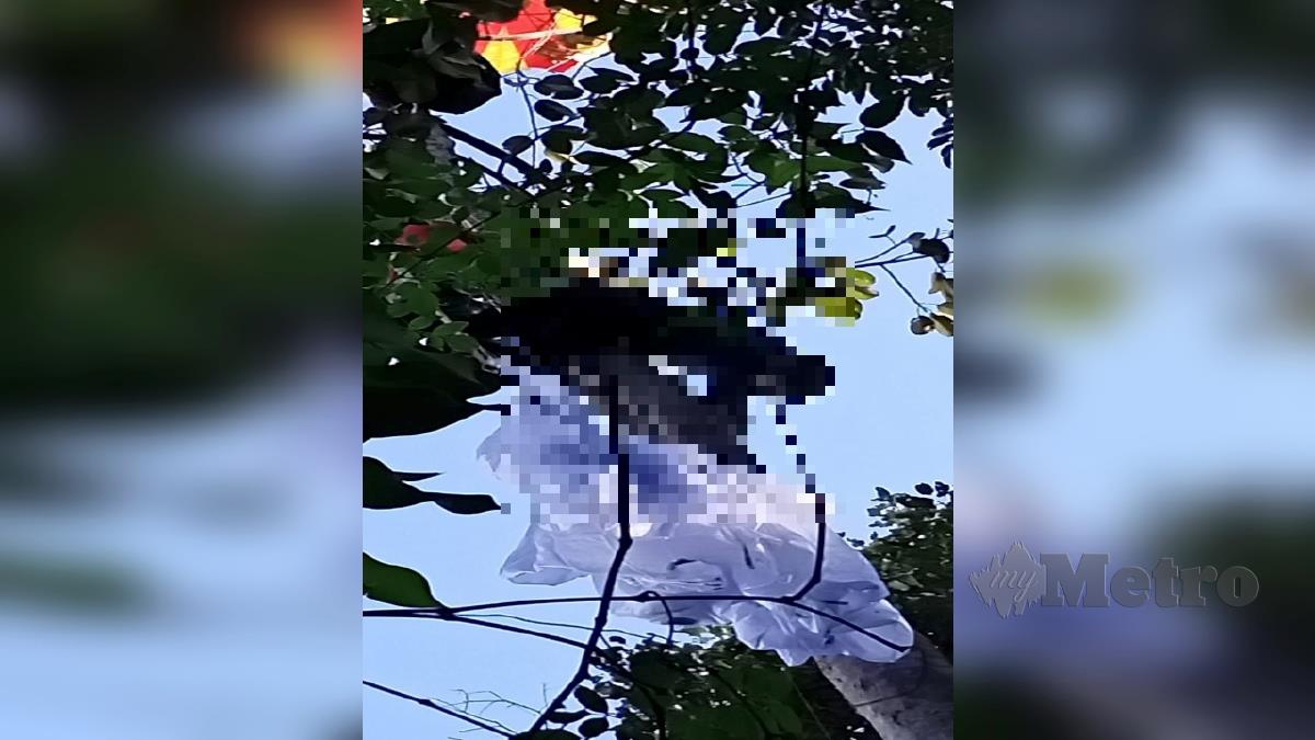 LELAKI yang tersangkut di pokok selepas melakukan aktiviti luncur udara (paragliding) di Bukit Batu Pahat, Kuala Kubu Bharu, hari ini. FOTO Ihsan Bomba