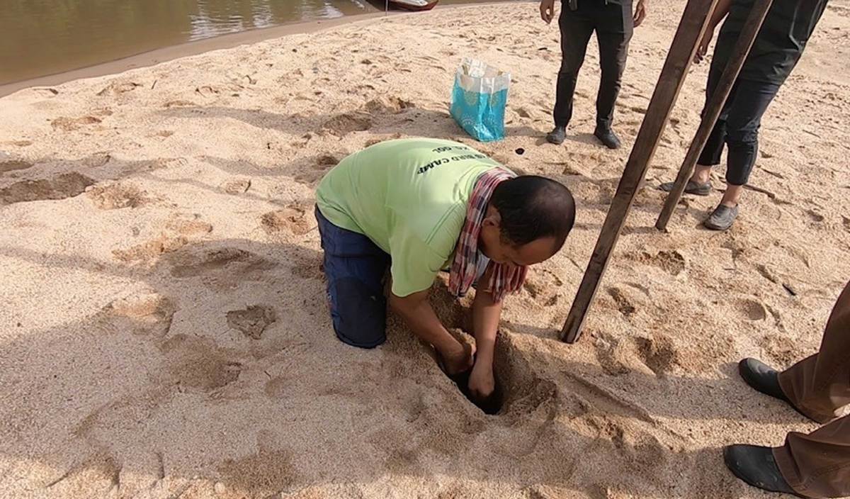 ARIF yang mesra disapa Aki bersama pihak UiTM dan Perhilitan menggali pasir untuk mencari telur resing ketika melawat ke tapak penyelidikan reptilia itu. 