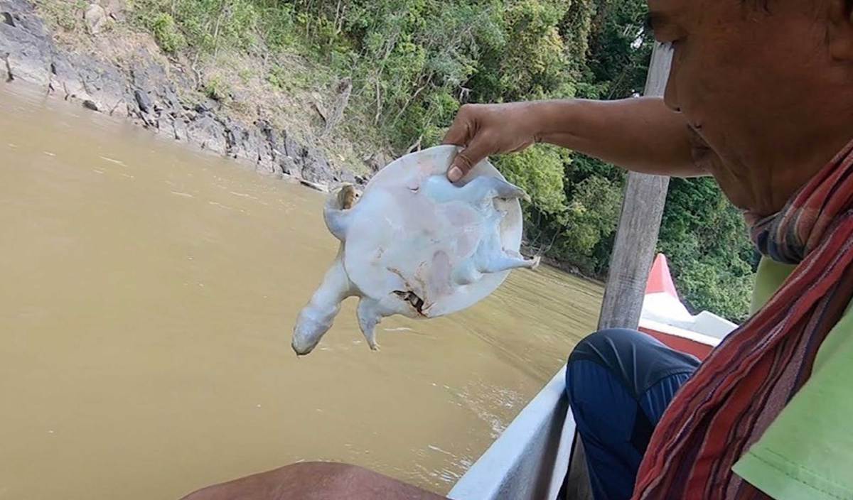 SEEKOR resing Pelochelys cantorii dijumpai mati di sekitar Sungai Tembeling dipercayai akibat terkena bilah kipas bot.