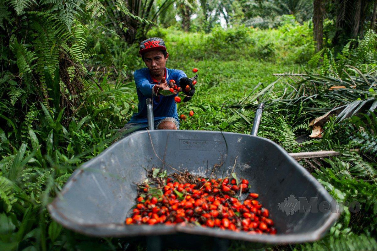 SEKTOR perladangan  banyak bergantung kepada pekerja Indonesia bagi tujuan pungutan buah sawit.