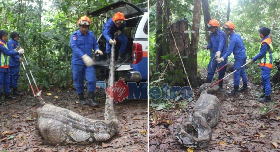 Anggota APM membuat persiapan memasukkan ular sawa yang ditemui di Kampung Lubok Bongor, Kuala Balah, Jeli, ke dalam kenderaan. - Foto KAMAL MAJID