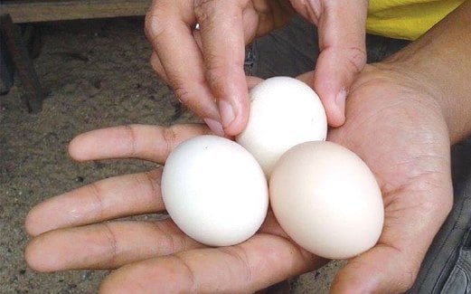 SEBIJI telur ayam ratu dijual RM60 hingga RM200.