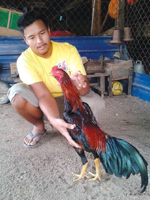 MD Fairuz menunjukkan ayam ratu baka Leung Hang Khau yang ditawar dengan harga RM3,000.