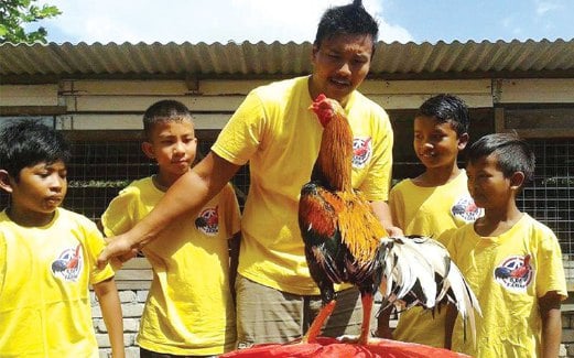 Ayam laga import jadi rebutan  Harian Metro