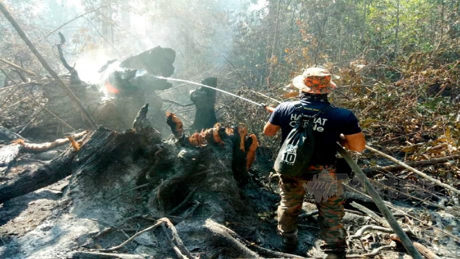 OPERASI memadam kebakaran di hutan Taman Negara Similajau, Bintulu. FOTO/ Erika George