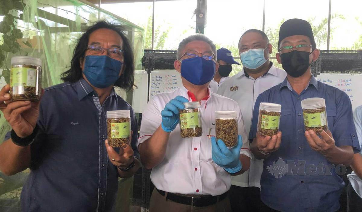 ADHAM (tengah) menunjukkan lalat larva dikenali Black Soldier Fly (BSF) pada Majlis Pelancaran Program Bioremediasi Keluarga Malaysia di Pusat Perkhidmatan Pertanian Bersepadu, PPK Muar Selatan di Muar. FOTO Mohamad Fahd Rahmat