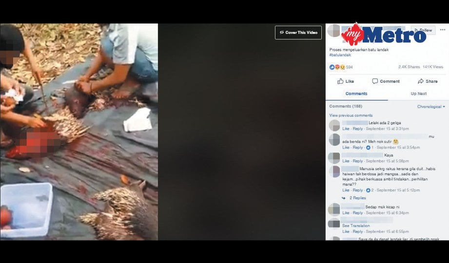 VIDEO mengenai batu landak yang tular di Facebook. 