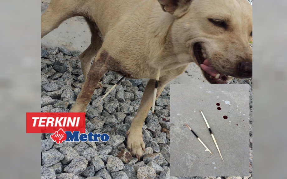 Mohd Azizi memberanikan diri mencabut duri-duri landak yang tertusuk di leher anjing malang ini.
