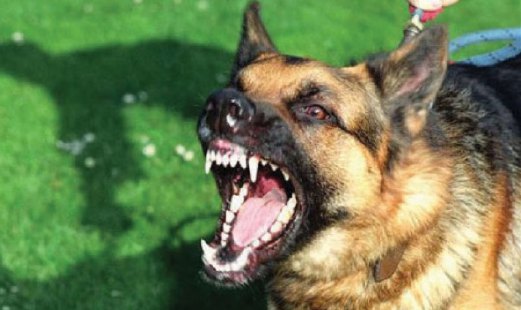 16+ Gambar anjing yang terkena rabies release