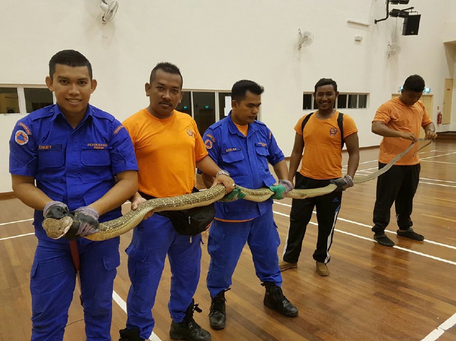 Anggota APM Langkawi menunjukkan ular tedung sepanjang tiga meter yang berjaya ditangkap di Kompleks Kraf Langkawi. - Foto ihsan APM