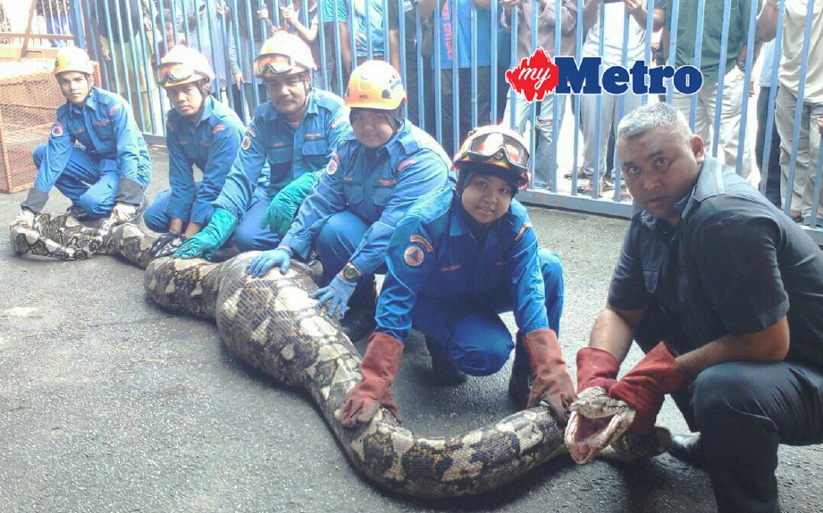 Anggota APM ambil masa sejam untuk keluarkan ular sawa sepanjang enam meter dari kawasan paya.  - Foto Ihsan APM