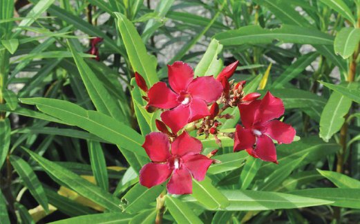 NERIUM oleander antara bunga lebih optimum mengeluarkan bunga dan berkembang dengan cuaca panas.