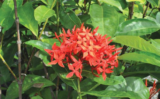 IXORA javanica antara jenis bunga Ixora atau lebih dikenali sebagai bunga jejarum yang sesuai ditanam ketika musim panas.