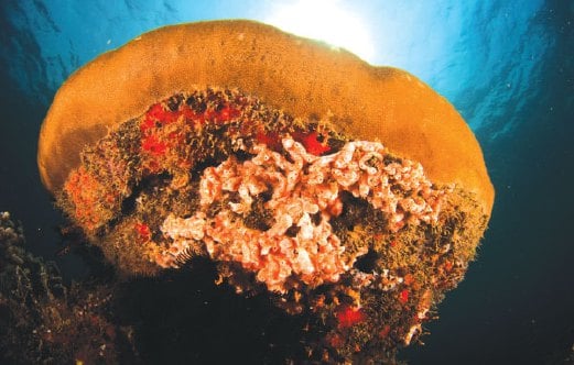TERUMBU batu karang unik di dasar laut.