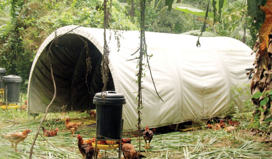 RUMAH Perlindungan Hujan (RPH) turut dibina untuk tempatkan ayam.