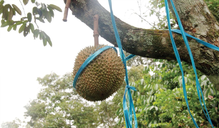 TANAMAN durian secara organik.