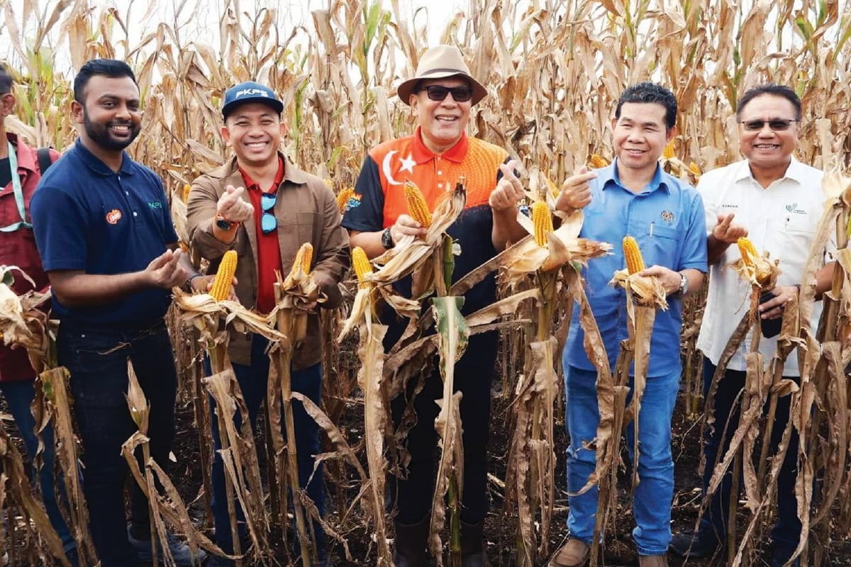 IZHAM Hashim (tengah) dan Dr Mohamad Khairil (dua dari kiri) ketika program penuaian jagung bijirin di Kuala Langat Selatan.