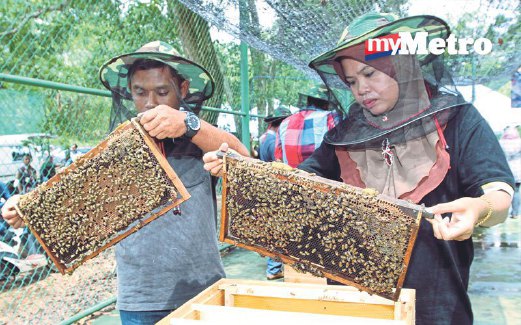 LEBAH akasia mampu memberi pulangan lumayan.