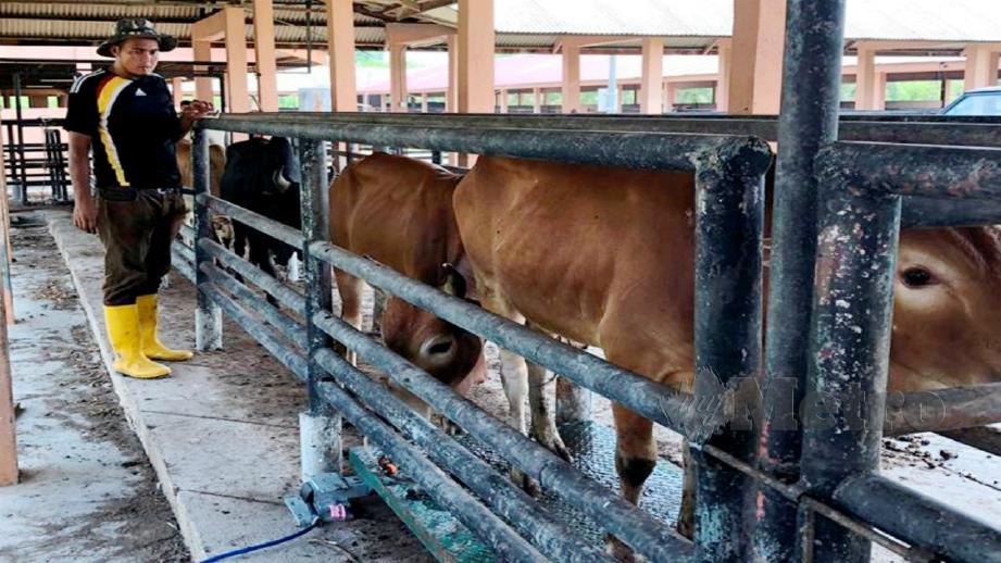 Pegawai penguat kuasa MAQIS Kelantan memeriksa sebahagian 22 lembu seludup yang dirampas di dua pangkalan haram di Rantau Panjang. Foto Ihsan MAQIS 