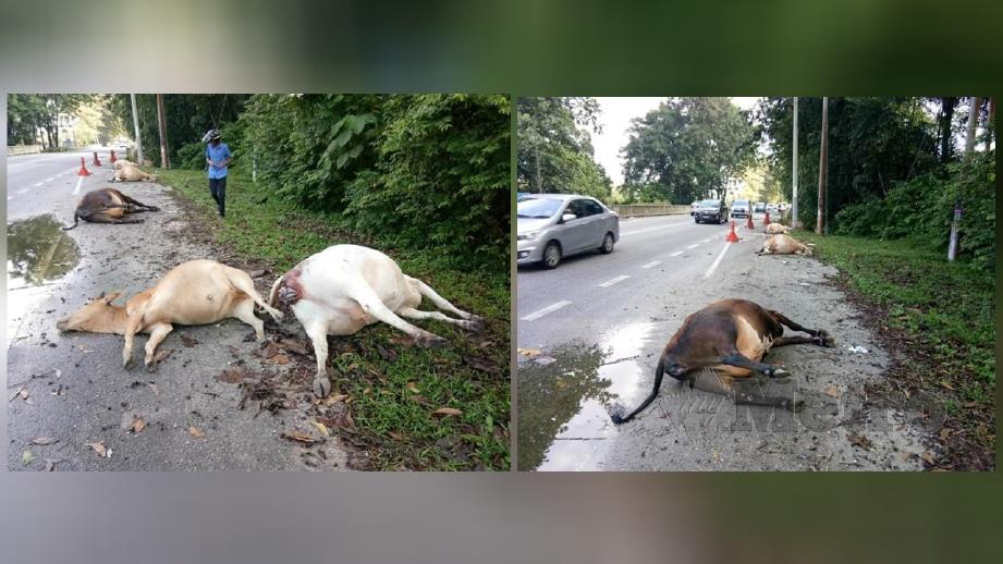 Lembu mati bergelimpangan di tepi jalan dilanggar dua kenderaan di Kilometer 31 Jalan Ipoh-Kuala Lumpur berhampiran Kampung Batu Karang di Kampar hari ini. Foto Ihsan Pembaca  