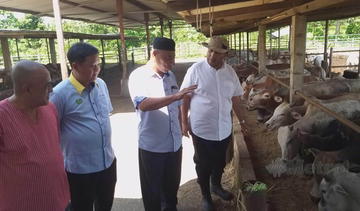 RAZALI (tengah) dan Dr Adam (dua kiri) mendengar penerangan operasi daripada Norazam ketika melakukan lawatan di ladang penternakan lembu Kaisar Farm (M) Sdn Bhd di Chuping, Padang Besar. FOTO Aizat Sharif