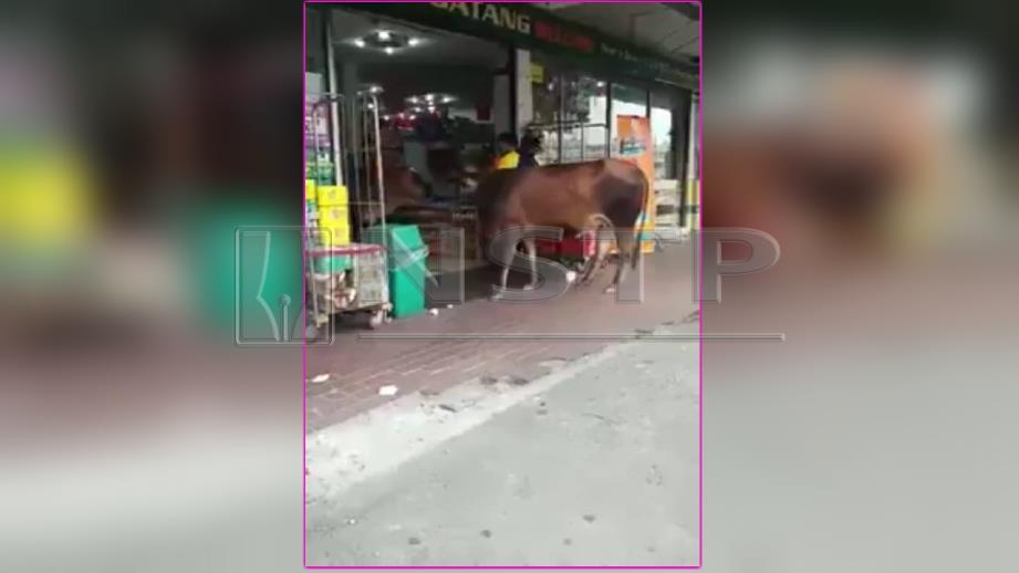 Dua lembu yang memasuki sebuah kedai serbaneka Jumaat lalu. FOTO Ihsan Pembaca