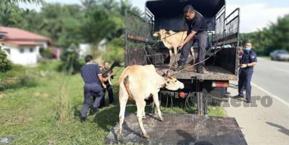 ANGGOTA Majlis Perbandaran Taiping (MPT) menangkap lembu yang berkeliaran di sekitar daerah Taiping, Perak