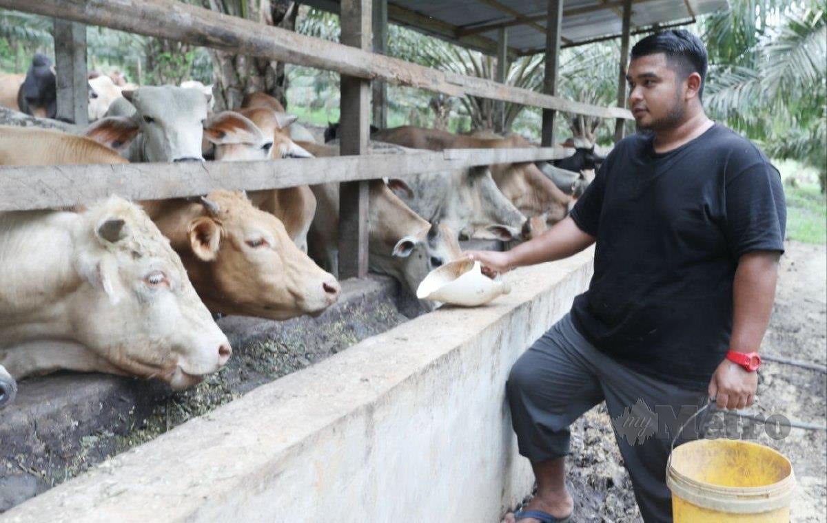 Mohd Khairi menyediakan sebanyak 120 lembu korban. FOTO MOHD RAFI MAMAT