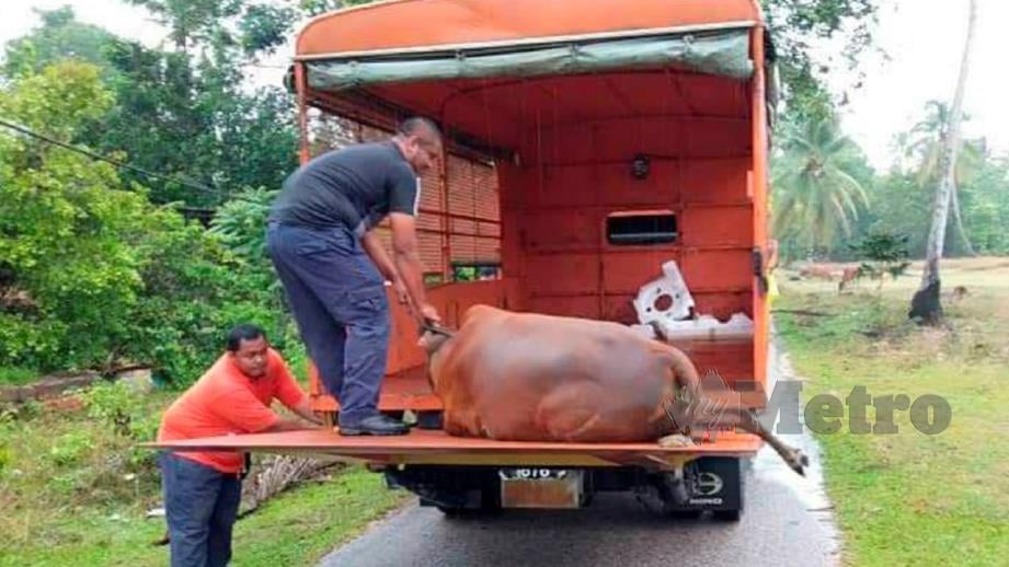 Haiwan ternakan yang berkeliaran ditangkap manakala pemiliknya dikenakan kompaun. FOTO Ihsan Majlis Daerah Marang 