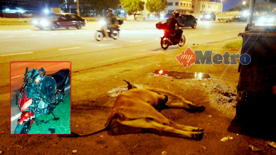 LEMBU yang mati selepas dirempuh motosikal ditunggangi mangsa di Lebuh AMJ dekat Semabok, semalam. FOTO Rasul Azli Samad