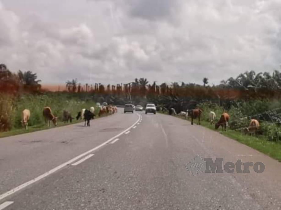 GAMBAR tular menunjukkan lembu dilepaskan berkeliaran yang boleh mengundang bahaya kepada pengguna jalan raya. FOTO Ihsan Pembaca