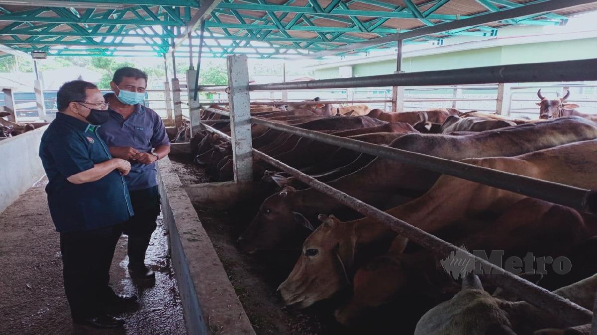Ahmad melawat kandang ternakan lembu di Kampung Bertam Ulu, Melaka. FOTO AMIR MAMAT