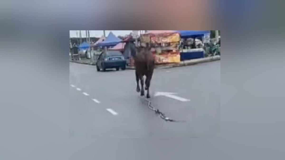 Lembu yang terlepas. FOTO tangkap layar video tular