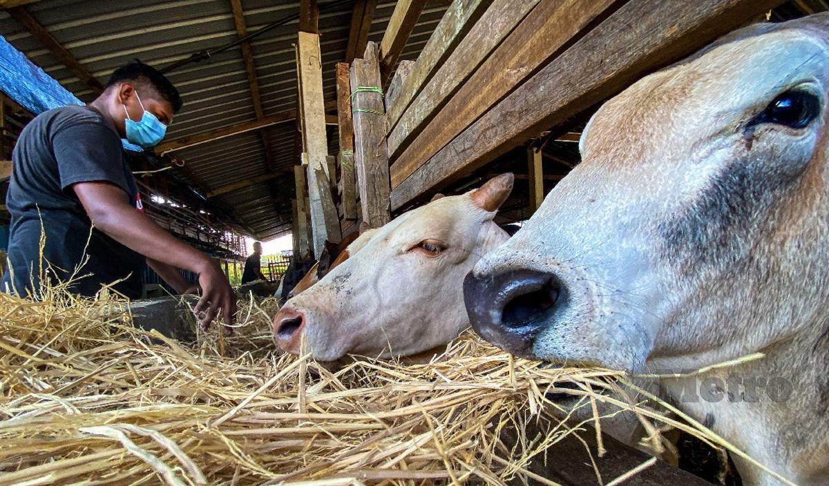 PEKERJA ladang lembu memberi makanan sebahagian lembu yang telah ditempah sempena Hari Raya Aidiladha di Kubang Perun,Padang Besar. FOTO Luqman Hakim Zubir
