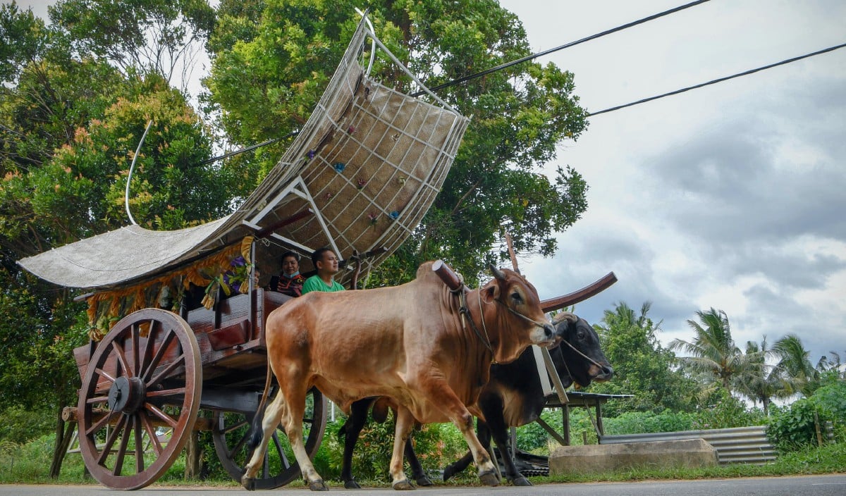 PENGUNJUNG menikmati keindahan suasana kampung dengan menaiki kereta lembu di Kampung Tambak Bugis, Telok Mas. FOTO BERNAMA